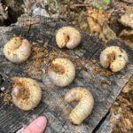 Cabinet-Martinet-Expert-Analyse-larve-WEB